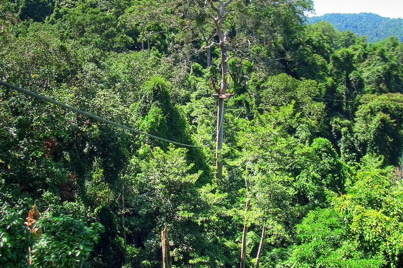 Thailand, Pattaya, Flight of the Gibbon